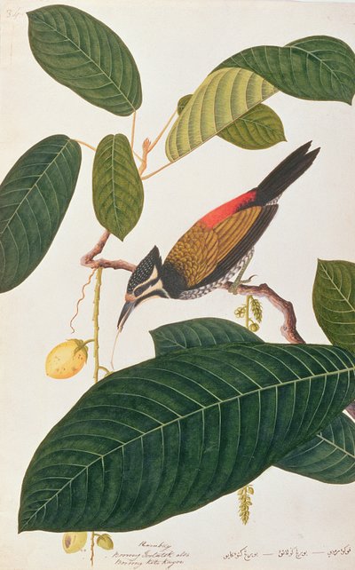 Gemeiner Goldrücken, aus Zeichnungen von Vögeln aus Malakka, ca. 1805-18 von Chinese School